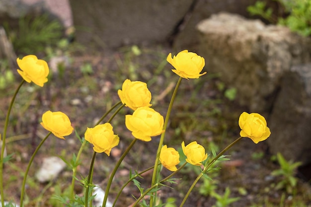 Trollius-Badeanzugblumen Mehrjährige krautige Pflanze aus der Familie der Hahnenfußgewächse