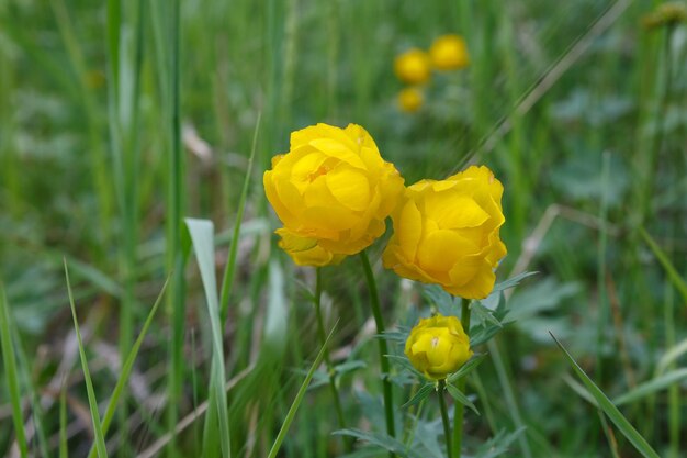 Foto trollius europaeus amarillo