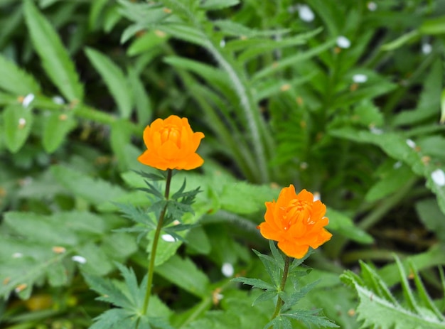 trollius