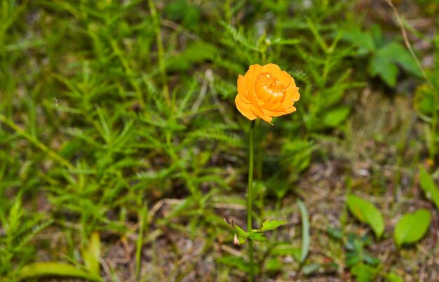 Trollius