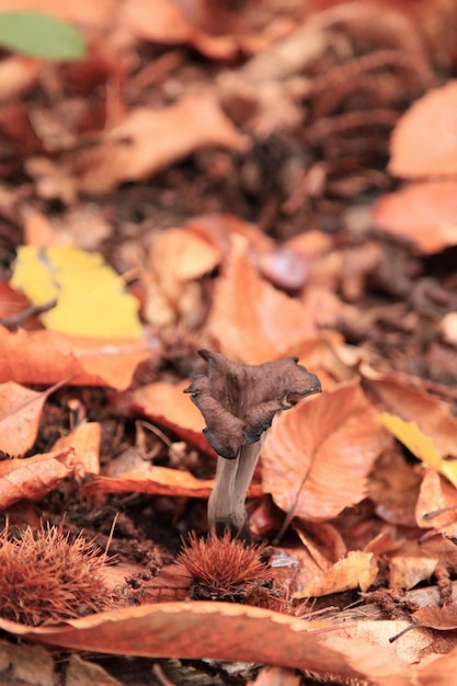 Trombeta dos mortos Craterellus cornucopioides