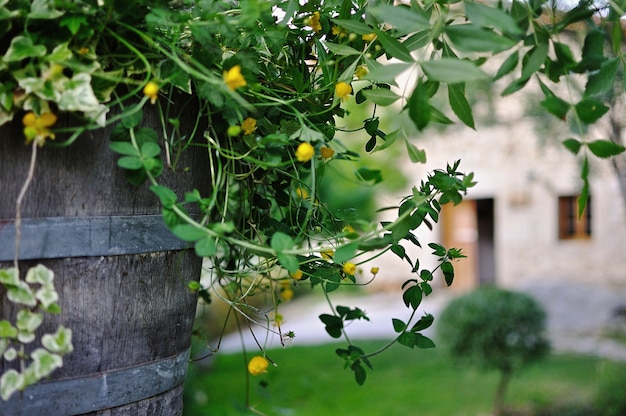 Trommel mit Blumen im ländlichen Hausgarten unscharf.