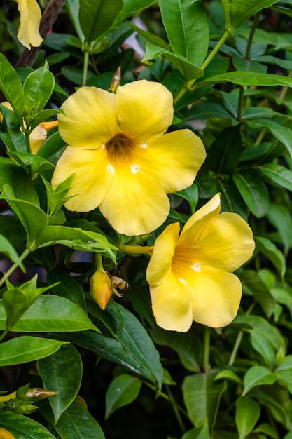 Trompeta amarilla o allamanda cathartica flores de cerca en el jardín