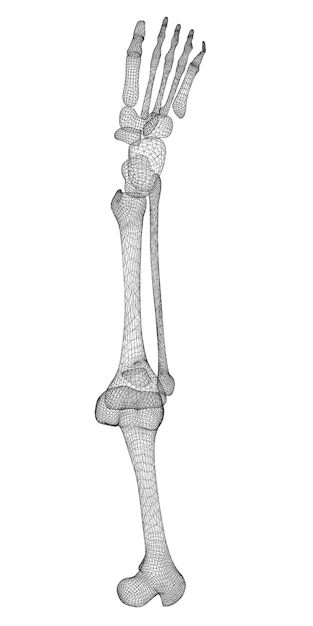 Foto trompeta de latón en el fondo. estructura de la carrocería, modelo de alambre