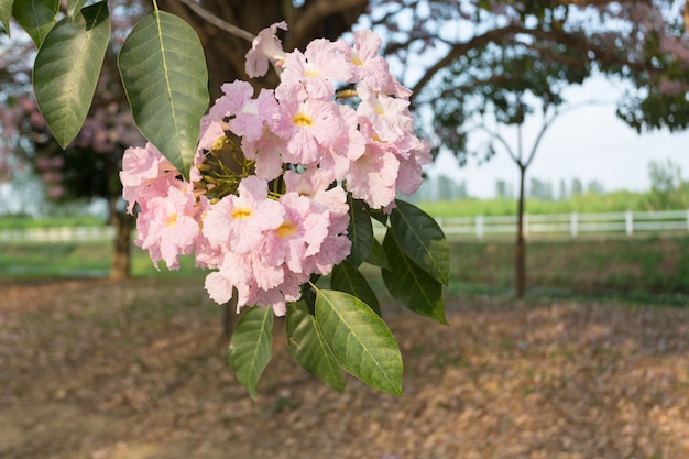 Trompeta rosada, Tabebuia rosea