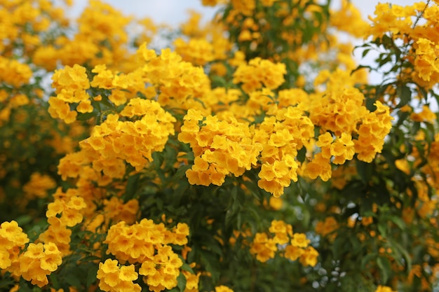 Trompetenblume auf dem ast. busch des gelben ältesten, trompetenbusch.