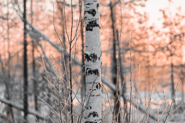 Tronco de abedul en el bosque al atardecer del día.