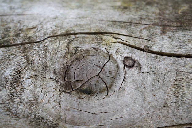 tronco de árbol abstracto textura de madera