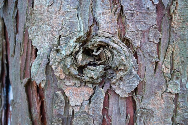 tronco de árbol abstracto textura de madera