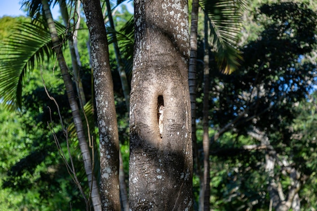 Tronco de árbol con agujero en un bosque tropical