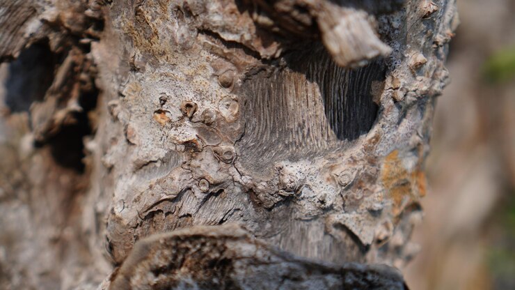 un tronco de árbol con un agujero en él