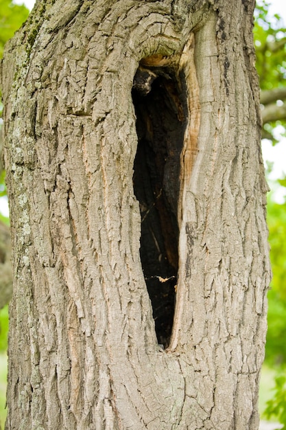 Tronco de árbol con agujero negro hueco