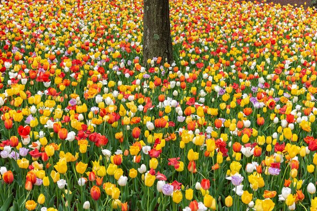 Tronco de árbol aislado en la alfombra de coloridos tulipanes