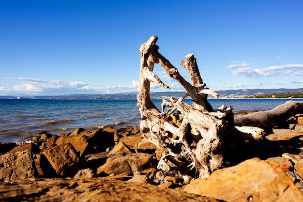 Un tronco de árbol blanco arrojado sobre una playa de roca Debeli Rti Eslovenia