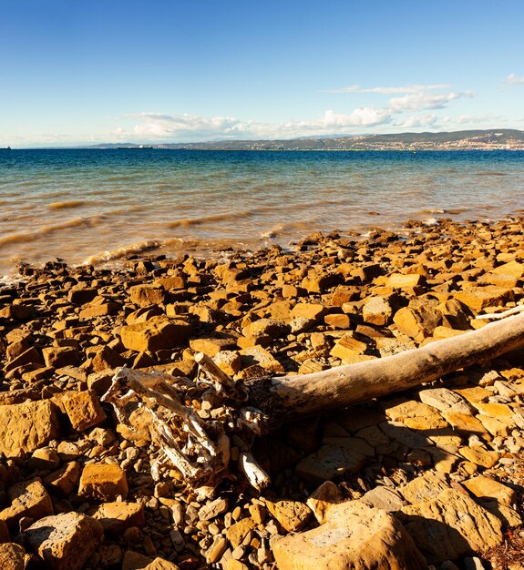 Un tronco de árbol blanco arrojado sobre una playa de roca Debeli Rti Eslovenia