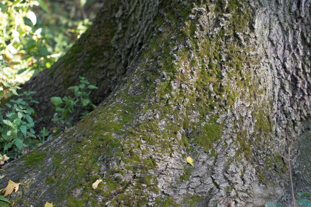 Tronco de árbol en el bosque