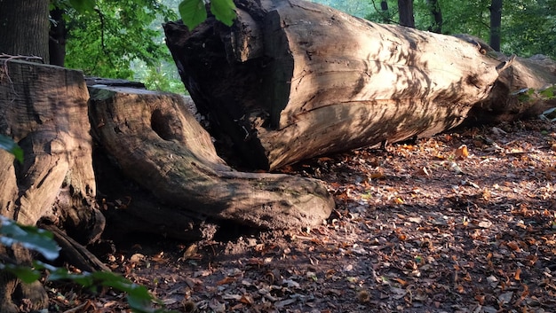 El tronco de un árbol caído en el bosque