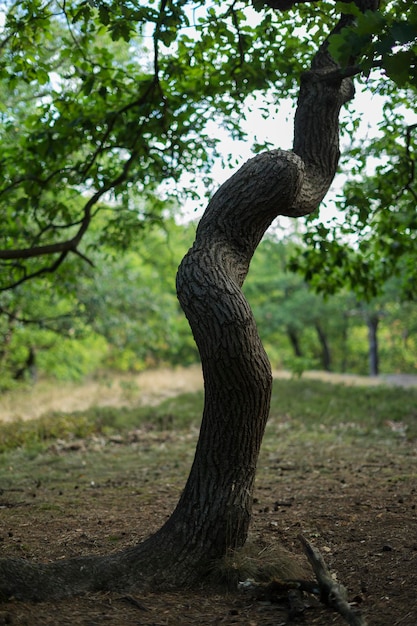 El tronco del árbol en el campo