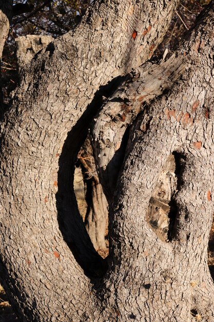 Tronco de árbol de cerca en la naturaleza