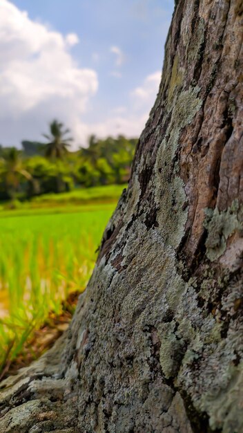 Foto tronco de árbol de coco con fondo de nubes