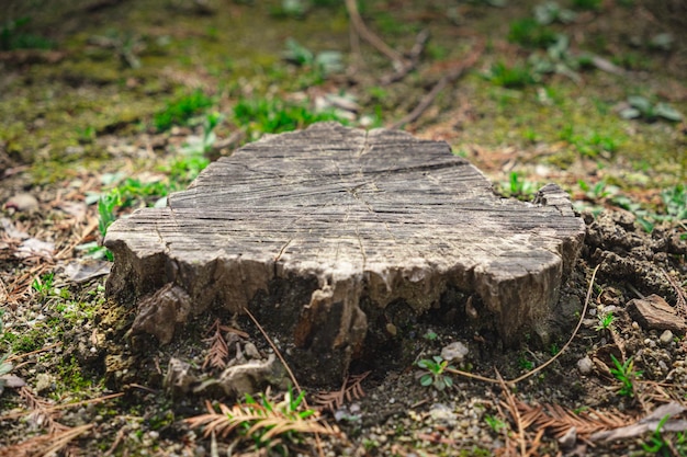 Foto con tronco de árbol cortado en el bosque