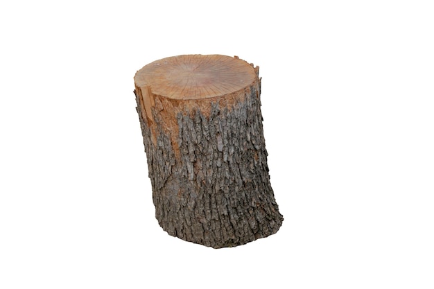 Tronco de árbol cortado pequeño realista de representación 3d
