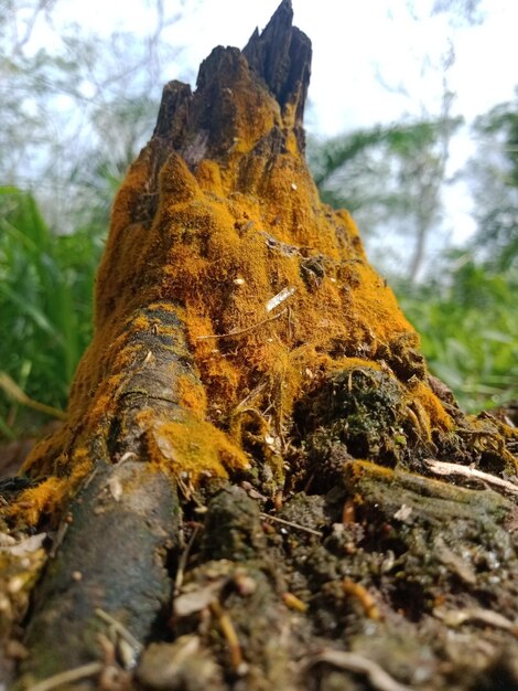 Un tronco de árbol con una corteza marrón y un fondo verde