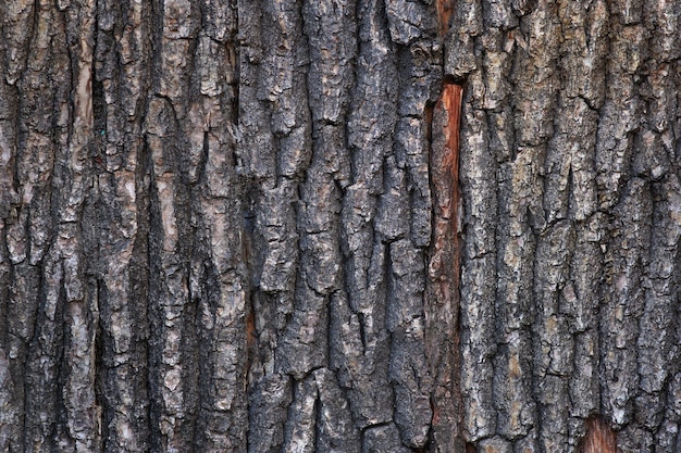 Un tronco de árbol con corteza quemada.