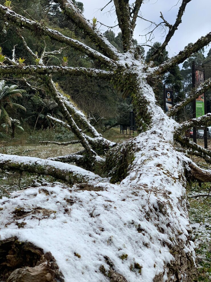 tronco de árbol cubierto de nieve