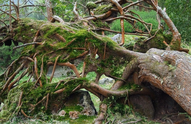 tronco de árbol cubierto de vegetación