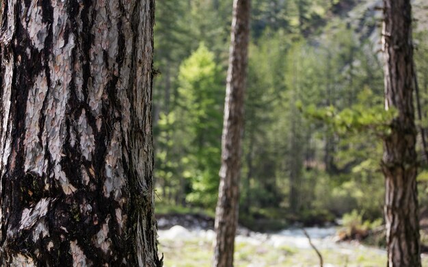 Tronco de árbol con detalle de corteza Fondo de naturaleza de bosque borroso Vista de primer plano de Copyspace