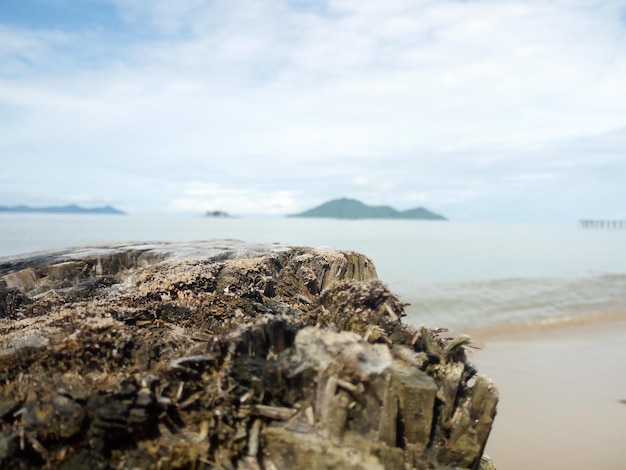 El tronco de un árbol está frente al mar y la playa está cubierta de algas.