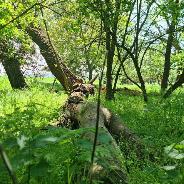 El tronco de un árbol está en la hierba y el sol brilla.