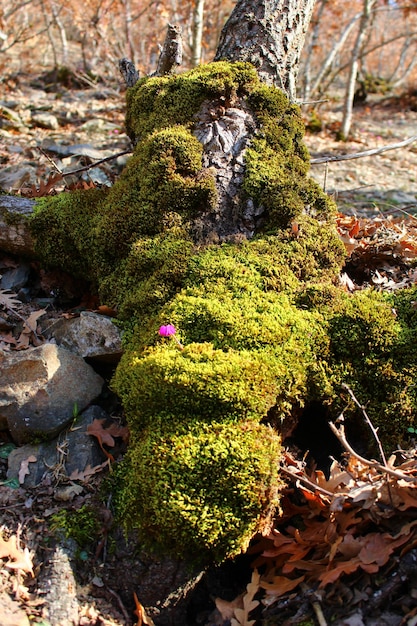 El tronco de un árbol con una flor morada.