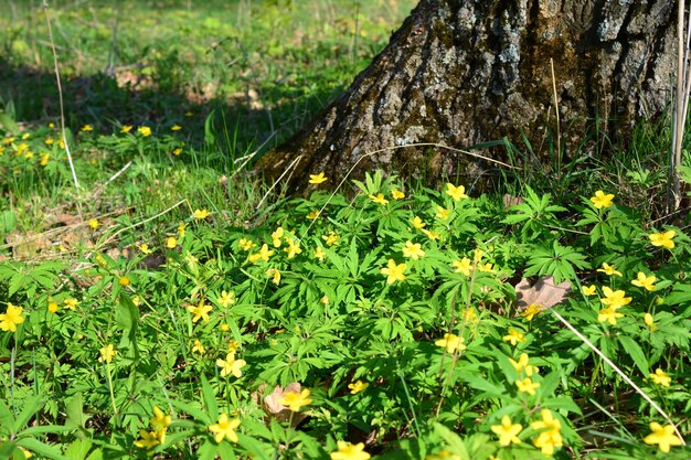 un tronco de árbol con flores amarillas en un día soleado