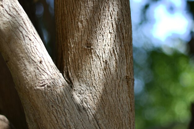 Un tronco de árbol con un fondo verde y la palabra árbol en él.