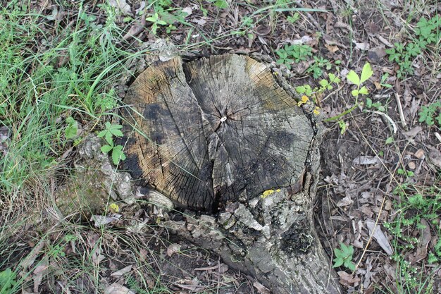 Un tronco de árbol en la hierba