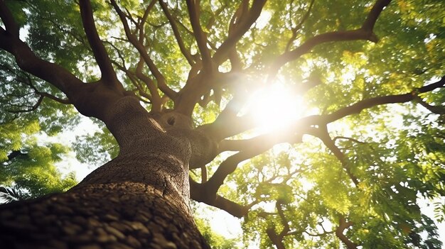 Tronco de árbol con luz solar fluyendo a través