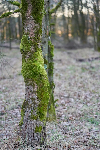 Foto el tronco del árbol y el musgo verde en el árbol