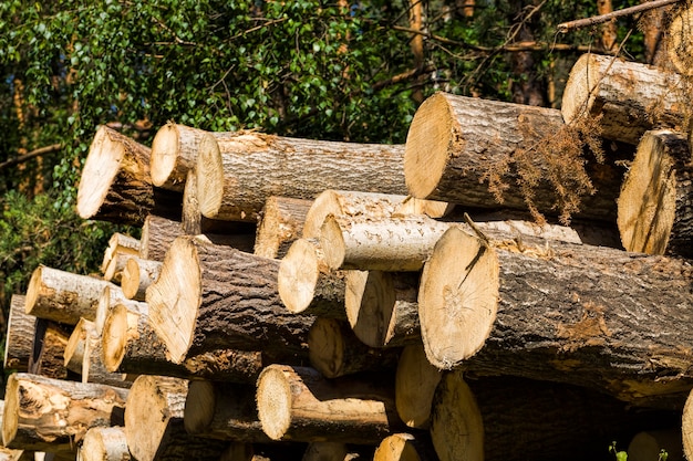 tronco de árbol en la naturaleza