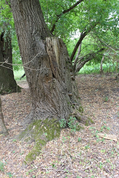 Un tronco de árbol con un nudo