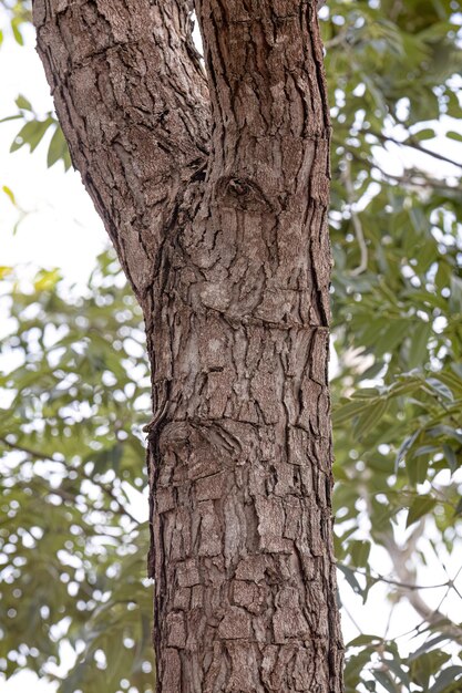 Foto el tronco del árbol de la nuez pekea