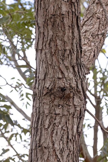 Foto el tronco del árbol de la nuez pekea