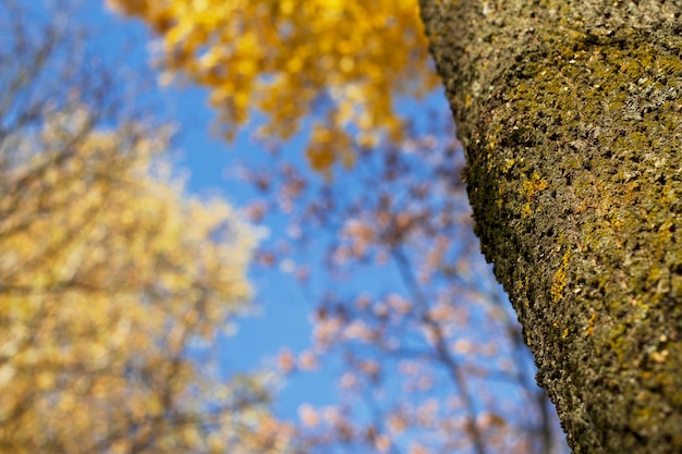 tronco de árbol de otoño en el parque con hojas amarillas y fondo de cielo azul