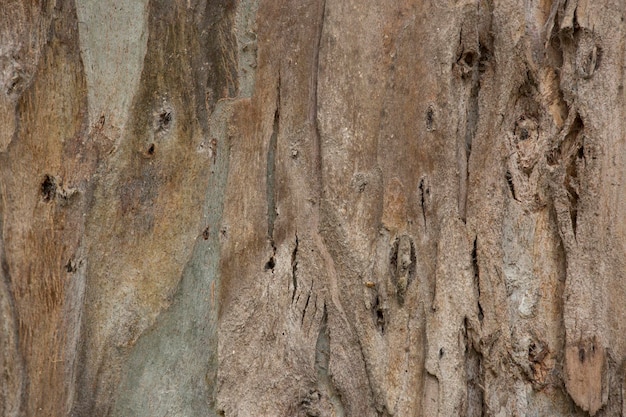 Tronco de árbol planta vieja textura natural