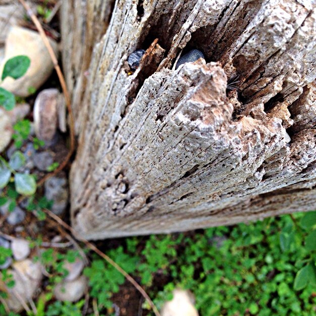 El tronco del árbol en primer plano