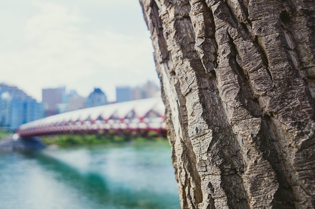 Tronco de árbol con puente rojo en el fondo sobre el río