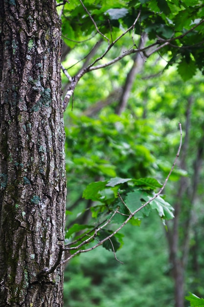 Tronco de árbol recto en el bosque, imagen de fondo natural