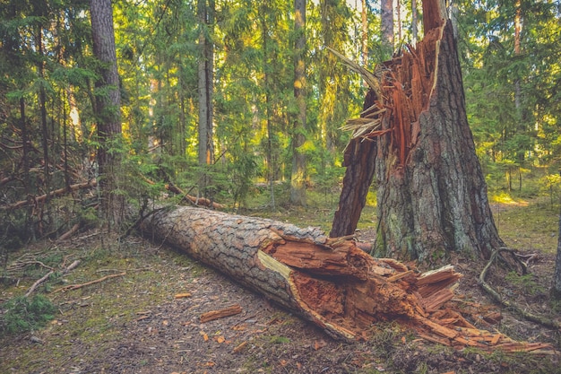 Tronco de árbol roto en el bosque árbol caído