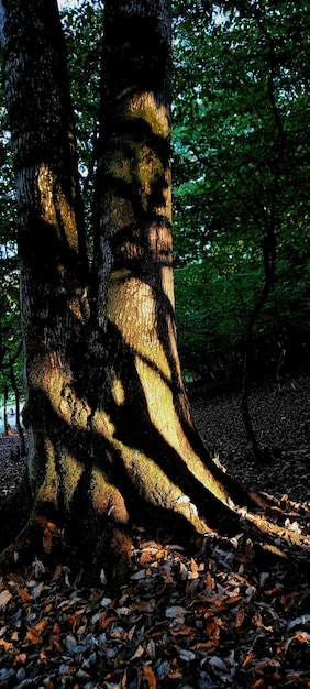 El tronco del árbol en la sombra